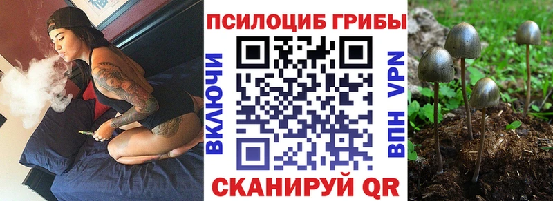 Псилоцибиновые грибы Psilocybine cubensis  Купить где  Новая Ладога 